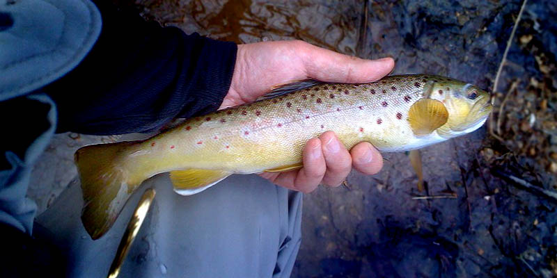 030709valleycreek01