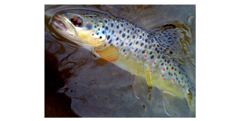030709valleycreek02
