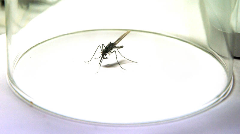 012210smallfly