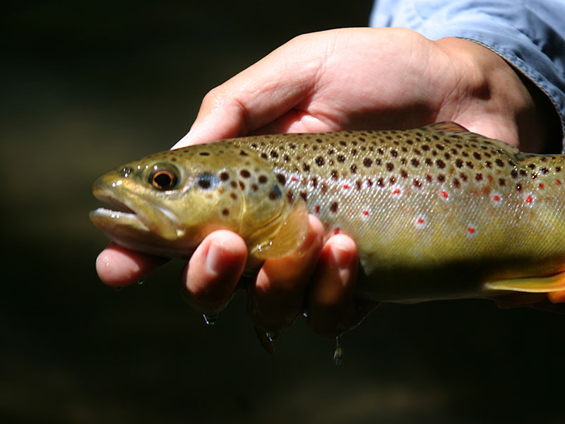 072107codorus002