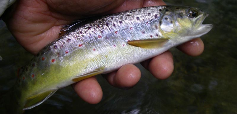 009codorus