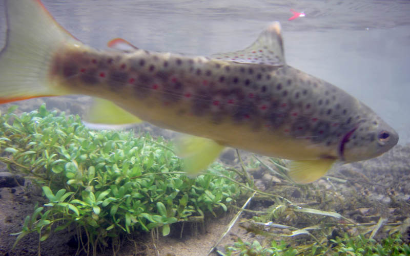 021109fishunder