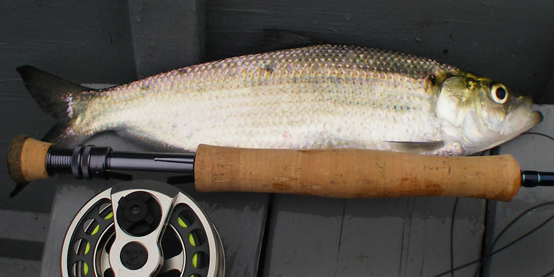 050109shad01